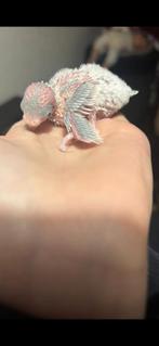 Grasparkieten, Dieren en Toebehoren, Vogels | Parkieten en Papegaaien, Meerdere dieren, Parkiet, Tam