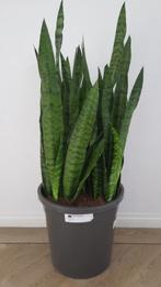 Sansevieria zeylanica xl | Ø30cm H80cm, Ophalen, Overige soorten, Minder dan 100 cm