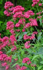 Zaden 2025 Rode Valeriaan, Spoorbloem, Ophalen of Verzenden, Volle zon, Zaad