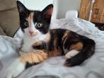 15 weken jonge lapjeskat kitten., Dieren en Toebehoren, Katten en Kittens | Overige Katten, Poes