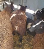 Bonte schapen fokschapen ooi ram lammeren, Dieren en Toebehoren, Schapen, Geiten en Varkens