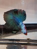 Betta man halfmoon multicolor marble koi, Vis