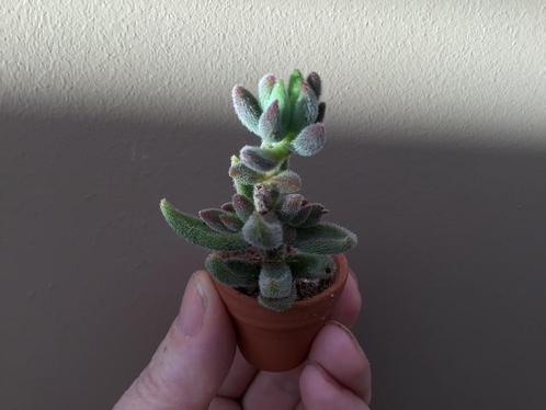 Crassula Mesembryanthoides, Huis en Inrichting, Kamerplanten, Vetplant, Ophalen of Verzenden