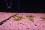 Corydora Gold Stripe (Corydoras peru), Dieren en Toebehoren, Vis, Zoetwatervis