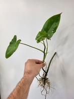 Philodendron Burle Marx, Ophalen of Verzenden, Overige soorten, Minder dan 100 cm
