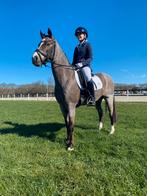 Allround pony, met gouden karakter, Dieren en Toebehoren, Gechipt, Ruin, 11 jaar of ouder, L