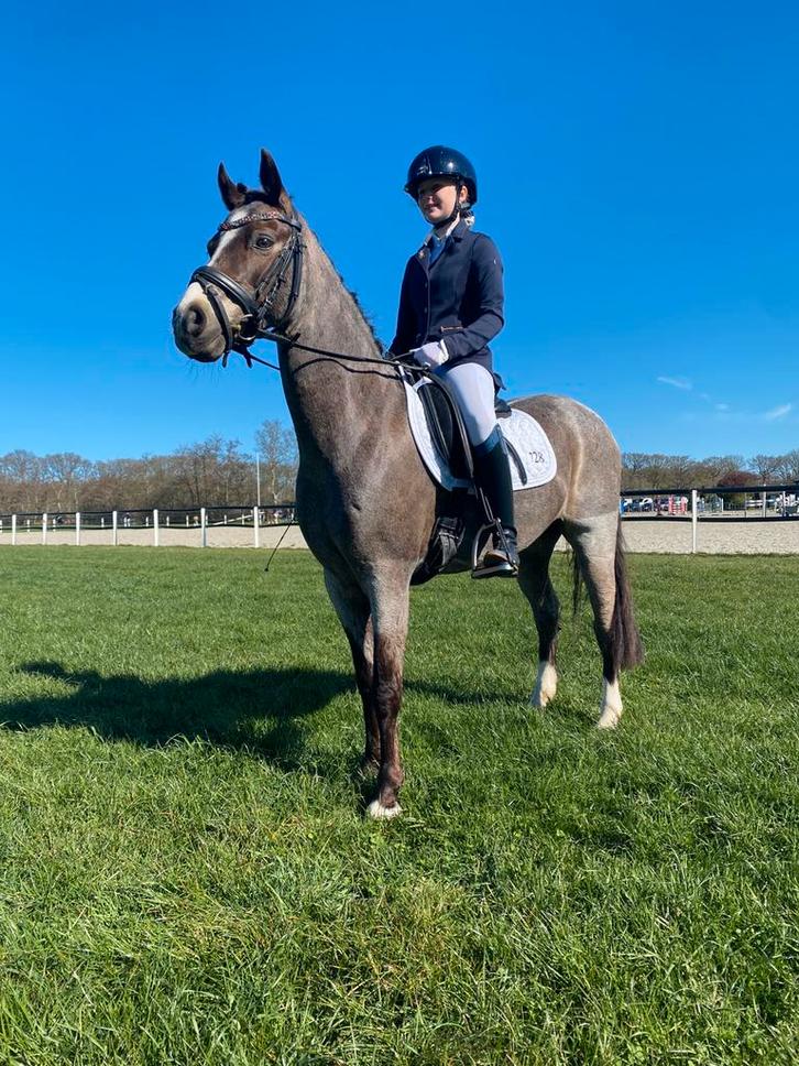 Allround pony, met gouden karakter, Dieren en Toebehoren, Pony's, Ruin, L, C pony (1.27m tot 1.37m), 11 jaar of ouder, Gechipt