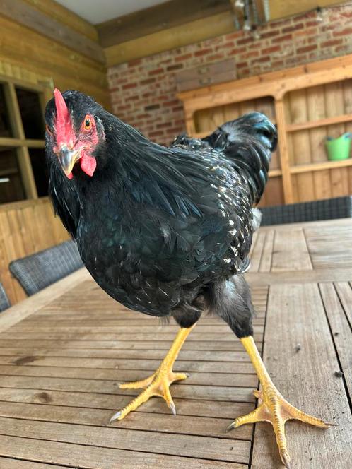 barnevelder hanen, Dieren en Toebehoren, Pluimvee, Kip, Mannelijk