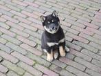 Shiba Inu pups Black and Tan, Dieren en Toebehoren, Rabiës (hondsdolheid), Overige rassen, 8 tot 15 weken, Meerdere