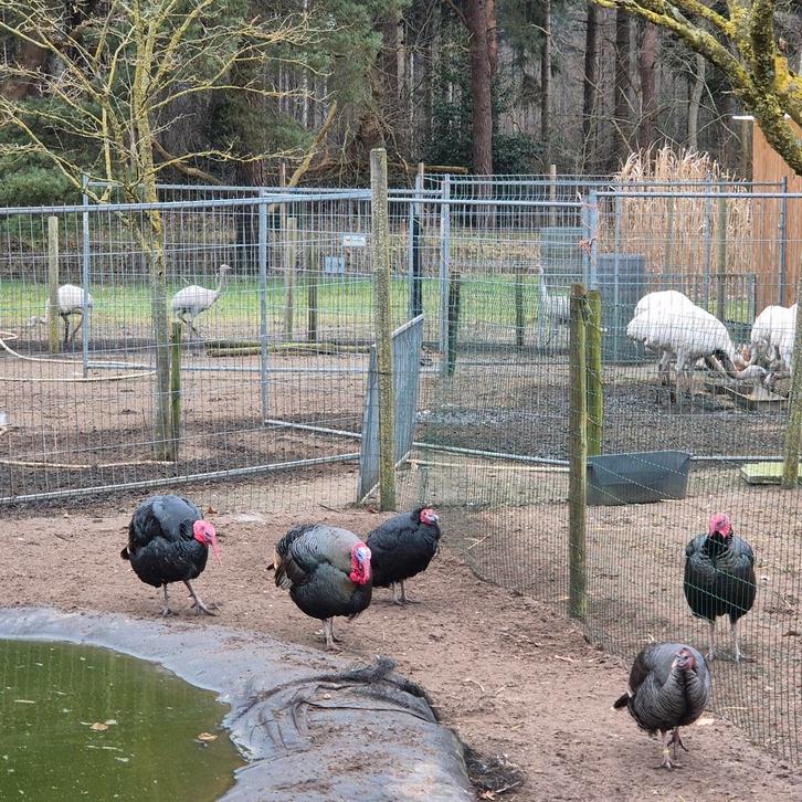 Prachtige koppels kalkoenen, Dieren en Toebehoren, Pluimvee, Kalkoen, Meerdere dieren