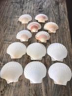 Sint Jacobs schelpen borden Shell 14 cm breed / 12 cm breed, Ophalen of Verzenden