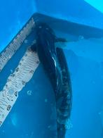 50 cm sushui koi ( voorr prikkie), Dieren en Toebehoren, Karper of Koi