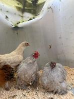 Prachtige mooie kippen te koop