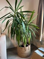 Grote Yuca Plant (10 jaar), Volle zon, Vaste plant, Bloeit niet, Ophalen