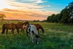 Gezocht: stalling / weide, Dieren en Toebehoren, Stalling en Weidegang, Weidegang