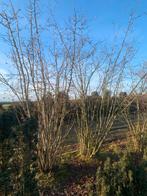 Hazelaar 3m - Ideaal voor Voedselbos!, Overige soorten, Lente, 250 tot 400 cm, Ophalen