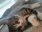Mooie kittens kruising Ragdoll kruising Mainecoon, Dieren en Toebehoren, Katten en Kittens | Overige Katten, Meerdere dieren