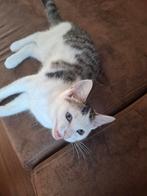 Kruising britse korthaar langhaar 5maanden, Dieren en Toebehoren, Poes