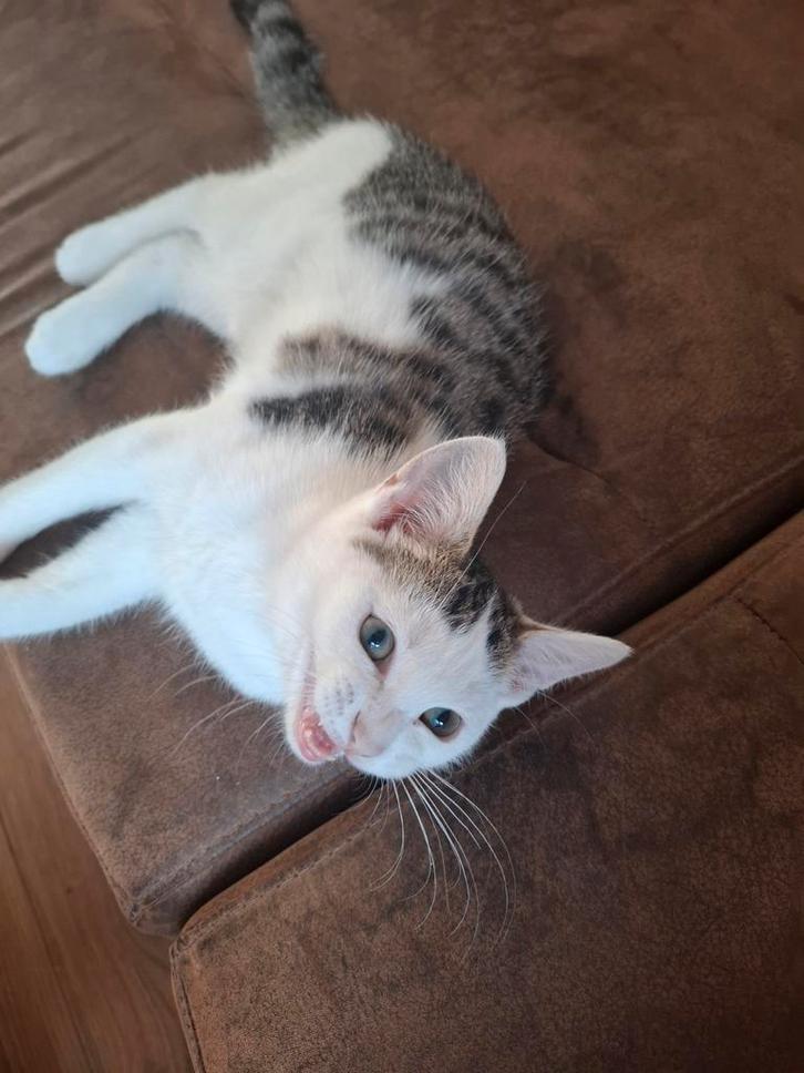 Kruising britse korthaar langhaar 5maanden, Dieren en Toebehoren, Katten en Kittens | Raskatten | Korthaar, Poes