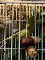 Raza espangola kanarie, Dieren en Toebehoren, Vogels | Kanaries, Vrouwelijk