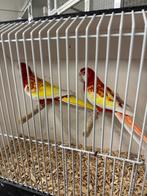 Kweekkoppel rubino rosella's, Dieren en Toebehoren, Vogels | Parkieten en Papegaaien, Meerdere dieren, Parkiet, Geringd