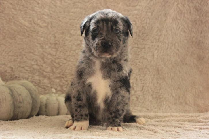 Super mooie labrador x Herder pups, Dieren en Toebehoren, Honden | Herdershonden en Veedrijvers, Meerdere dieren, Herder, Particulier