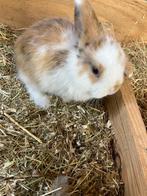 Lieve hangoorkonijntjes , mogen vanaf dit weekend weg, Meerdere dieren, Dwerg, Hangoor, 0 tot 2 jaar