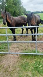 friese paarden, Merrie, Recreatiepony, 0 tot 2 jaar