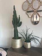 Cactus & Sanseveria - Groene Kamerplanten Set, Ophalen, Halfschaduw, Minder dan 100 cm, Groene kamerplant