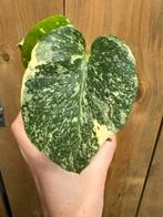 Monstera thai constellation white snow mint green cream, Ophalen of Verzenden, Halfschaduw, Minder dan 100 cm