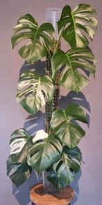 Monstera Variegata Albo, Huis en Inrichting, Kamerplanten, Ophalen, Halfschaduw, 100 tot 150 cm
