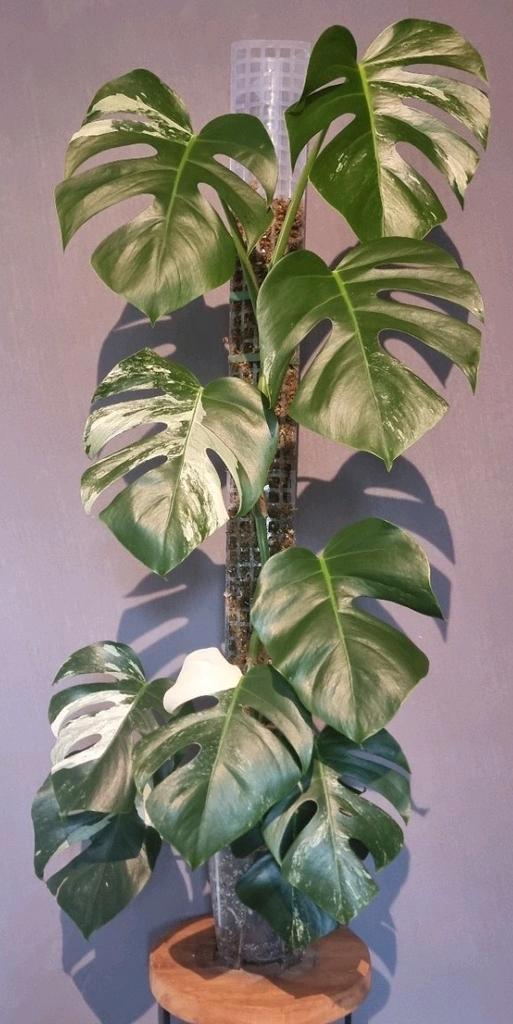 Monstera Variegata Albo, Huis en Inrichting, Kamerplanten, 100 tot 150 cm, Halfschaduw, Ophalen