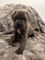 Prachtige cane corso pups, Dieren en Toebehoren, Rabiës (hondsdolheid), Overige rassen, 8 tot 15 weken, Meerdere