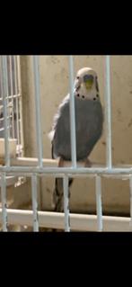 Grasparkieten, Dieren en Toebehoren, Vogels | Parkieten en Papegaaien, Meerdere dieren, Parkiet, Geringd