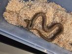 Pituophis catenifer sayi cb25, Dieren en Toebehoren, Slang, 0 tot 2 jaar