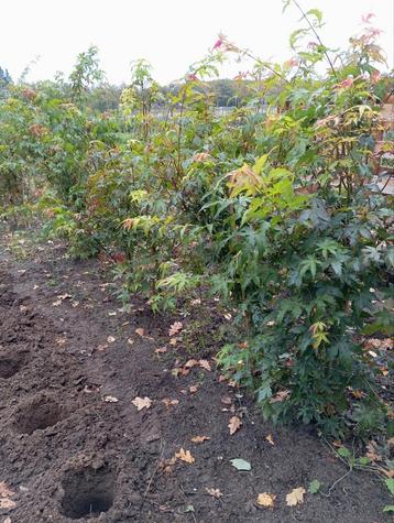 Japanse Esdoorn (Acer palmatum) - volle grond beschikbaar voor biedingen
