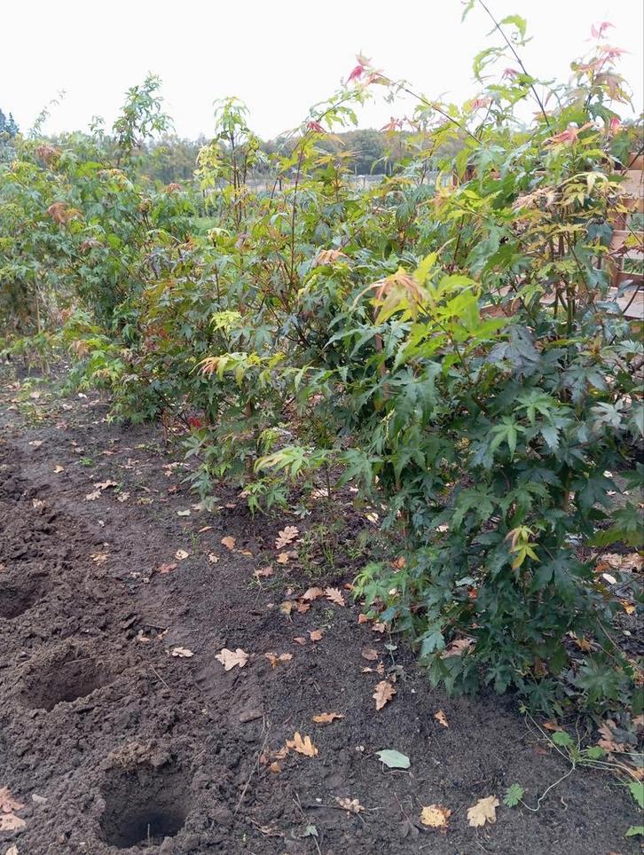 Japanse Esdoorn (Acer palmatum) - volle grond, Tuin en Terras, Planten | Bomen, Overige soorten, Halfschaduw, Bloeit niet, Ophalen