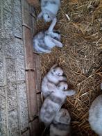 Jonge Nederlandse hangoor dwergkonijnen., Dieren en Toebehoren, Konijnen, Meerdere dieren, Dwerg, Hangoor