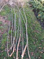 150 stuks  wilgen tenen knotwilg wilg goedkoop, Ophalen of Verzenden, Volle zon, Overige soorten