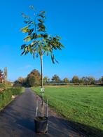 Albizia julibrissin, roze slaapboom hoogstam slaap boom, 250 tot 400 cm, Zomer, Volle zon, In pot