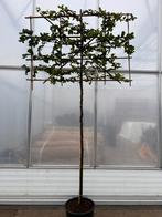 Parrotia persica | Leiboom | Ijzerhout, Tuin en Terras, Planten | Bomen, Leiboom, Ophalen of Verzenden
