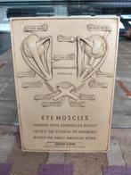Reclamebord 3D Bausch & Lomb 'eye muscles', Ophalen of Verzenden, Gebruikt, Reclamebord