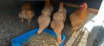 Wyandotte geelkoekkoek kippen te koop, Dieren en Toebehoren, Pluimvee, Vrouwelijk, Kip