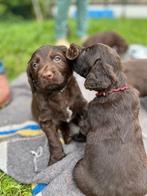 Duitse staande langhaar pups, Dieren en Toebehoren, Honden | Setters en Staande honden, Duitse Staande hond, Rabiës (hondsdolheid)