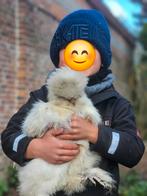 Broedeieren, Geslacht onbekend, Kip