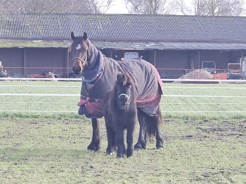 Shetlander hengst zie omschrijving, Dieren en Toebehoren, Paarden en Pony's | Dekhengsten en Fokmerries, Hengst