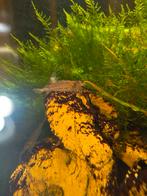 Te koop aquarium garnalen, Kreeft, Krab of Garnaal