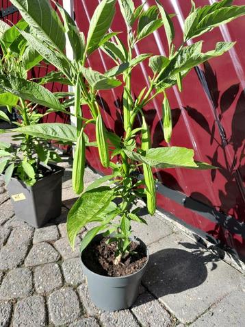 Brugmansia stekken, met veel Bloemknoppen.  beschikbaar voor biedingen