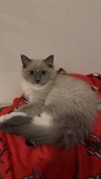 Prachtige ragdoll kittens, Dieren en Toebehoren, Katten en Kittens | Raskatten | Langhaar, Meerdere dieren, Ontwormd, 0 tot 2 jaar