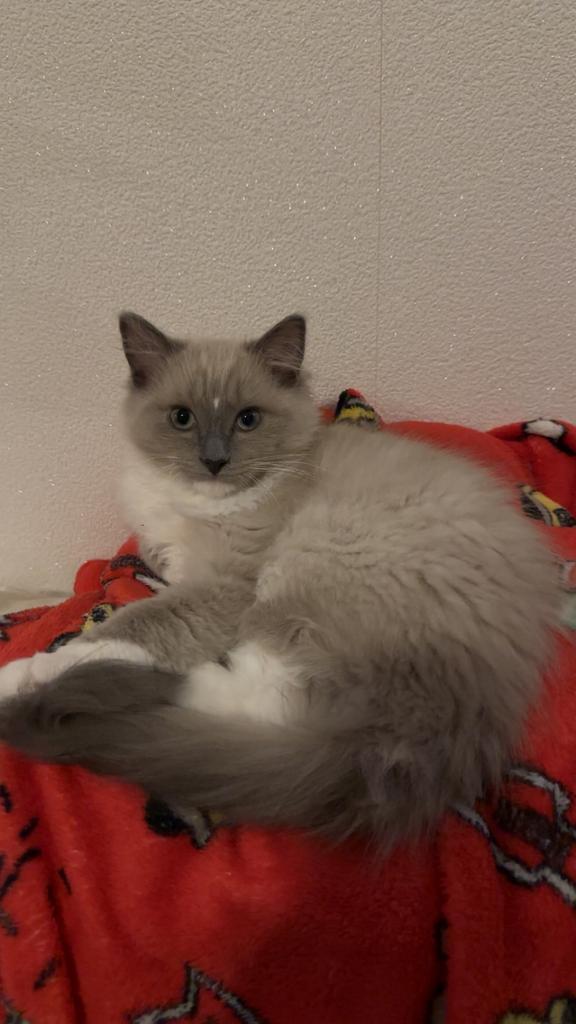 Prachtige ragdoll kitten, Dieren en Toebehoren, Katten en Kittens | Raskatten | Langhaar, Meerdere dieren, 0 tot 2 jaar, Ontwormd